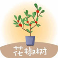 花椒树